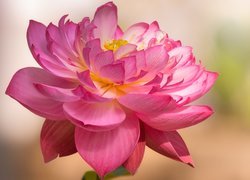 Rożowy kwiat lotosu w zbliżeniu