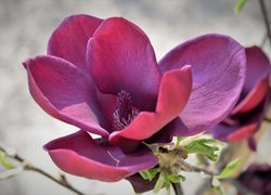 Różowy, Kwiat, Rozwinięta, Magnolia