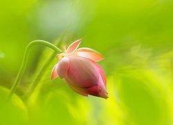 Różowy pochylony pąk lotosu