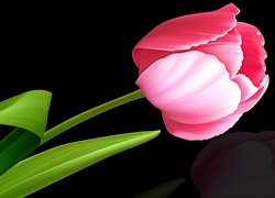Kwiat, Tulipan, Różowy, Czarne, Tło, 2D