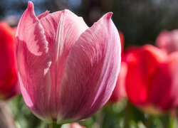 Kwiaty, Tulipan, Zbliżenie