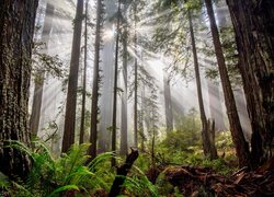 Las, Drzewa, Paprocie, Przebijające światło, Mgła