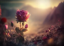 Kwiat, Róża, Zachód słońca, Grafika