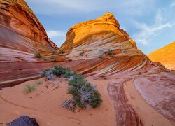 Stany Zjednoczone, Arizona, Skały, Formacja skalna, The Wave, Krzewy