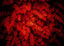 Rozświetlone czerwone liście