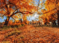 Rozświetlone drzewa jesienią