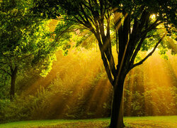 Las, Drzewa, Polana, Przebijające światło