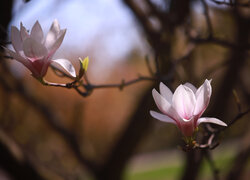 Różowa, Magnolia, Dwa, Kwiaty, Krzew