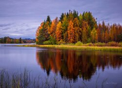 Jesień, Jezioro, Las, Pożółkłe, Drzewa, Trawa, Gmina, Sotkamo, Vuokatti, Finlandia