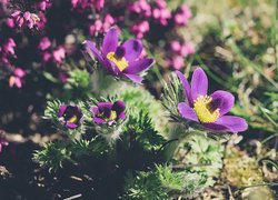 Rozświetlone kwitnące fioletowe sasanki