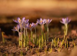 Rozświetlone liliowe krokusy na rozmytym tle