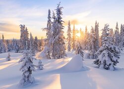 Zima, Ośnieżone, Drzewa, Las, Słońce, Śnieg
