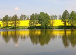 Jezioro, Drzewa, Rzepak, Wiosna