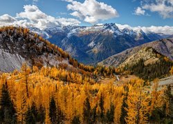 Jesień, Góry, Entiat Mountains, Żółte, Drzewa, Modrzewie, Stan Waszyngton, Stany Zjednoczone