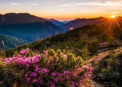Kwiaty, Rododendrony, Polana, Góry, Wzgórza, Zachód słońca