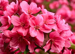 Rozświetlone różowe kwiaty drzewa owocowego w zbliżeniu