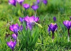 Rozświetlone słońcem fioletowe krokusy w trawie