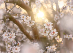 Drzewo owocowe, Kwiaty, Gałęzie, Promienie słońca, Zamglenie