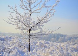 Zima, Drzewa, Krzewy, Śnieg, Słoneczny, Dzień