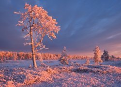 Zima, Drzewa, Ośnieżone, Szron, Trawa, Karelia, Rosja