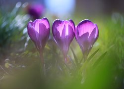 Rozświetlone słońcem rozkwitające fioletowe krokusy
