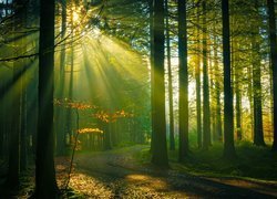 Rozświetlone słonecznym blaskiem drzewa przy leśnej ścieżce