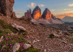 Zachód słońca, Rozświetlone, Skały, Góry, Dolomity, Tre Cime di Lavaredo, Kamienie, Kwiaty, Włochy