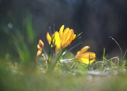 Rozświetlone żółte krokusy w trawie