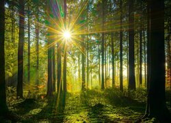 Rozświetlony promieniami słońca las