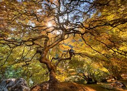 Drzewo, Klon japoński, Promienie słońca