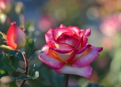 Rozwinięta róża i pąk rozświetlone słońcem