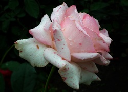 Przyroda, Kwiat, Róża, Różowa