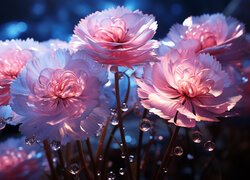 Rozwinięte różowe kwiaty i krople wody