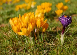 Wiosenne, Kwiaty, Krokusy