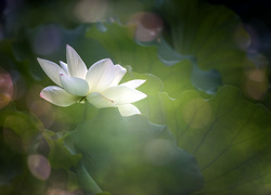 Rozwinięty kwiat białego lotosu pomiędzy liśćmi