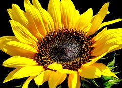 Rozwinięty kwiat słonecznika