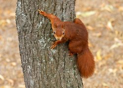 Ruda wiewiórka na pniu drzewa