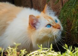 Kot, Niebieskooki, Gałązki, Rośliny