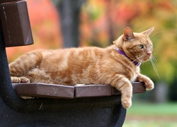Rudy kot wyleguje się na ławce