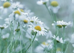 Rumian polny, Białe, Kwiaty