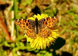 Motyl, Rusałka kratkowiec, Kwiat