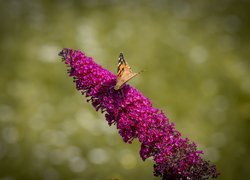 Motyl, Rusałka osetnik, Kwiat, Budleja
