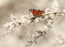 Rusałka pawik na gałązce z drobnymi kwiatami