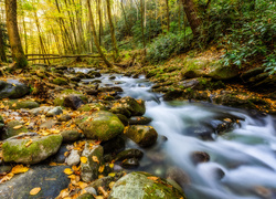 Rwąca rzeka pośród kamieni w jesiennym lesie