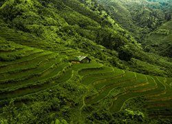 Zielone, Pola, Tarasy ryżowe, Góry, Wietnam