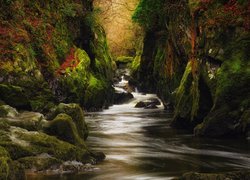 Wąwóz Fairy Glen, Rzeka Conwy, Park Narodowy Snowdonia, Kamienie, Skały, Drzewa, Walia
