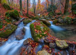 Rzeka i omszałe kamienie w jesiennym lesie