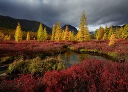 Jesień, Drzewa, Góry, Rzeka Kołyma, Obwód magadański, Rosja