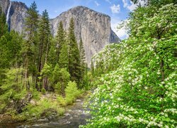 Stany Zjednoczone, Kalifornia, Park Narodowy Yosemite, Góra, El Capitan, Rzeka, Merced River, Drzewa, Krzewy, Kwiaty
