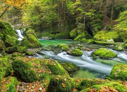 Rzeka płynąca pośród omszałych kamieni i skał w lesie